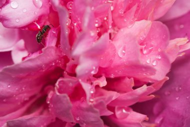 Şakayık yaprakları, yağmur damlaları Pembe çiçek, çiçek üzerinde karınca üzerinde çiğ