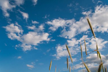 mavi gökyüzü arka plan üzerinde spikes,