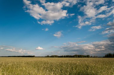 mavi gökyüzü arka plan üzerinde spikes,