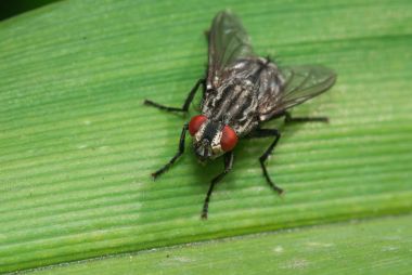 çimen, facette gözleri bir bıçak sıradan anında