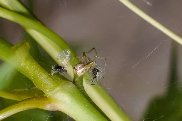 Envolturas de araña en las moscas atrapadas en la red , — Foto de Stock