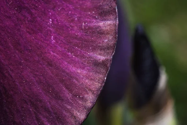 Púrpura Iris macro  , —  Fotos de Stock