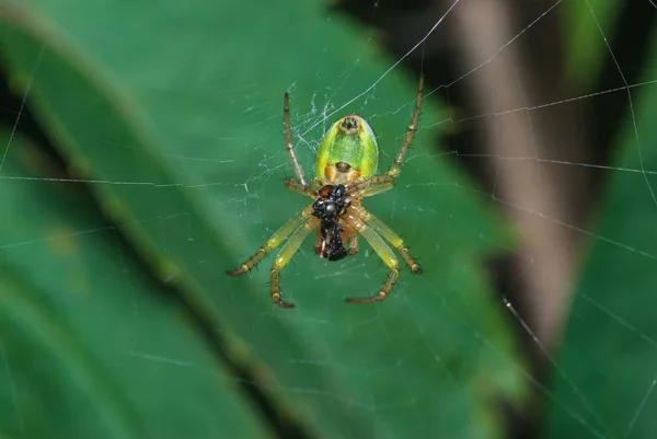 Aranha verde sentada na teia nas folhas de fundo — Fotografia de Stock