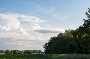Orman gökyüzünde, yaprak döken ağaçlar ve Cumulus bulutları,