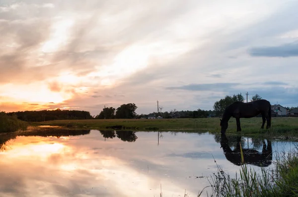 Egy ló iszik víz tükörképe naplementekor, — Stock Fotó