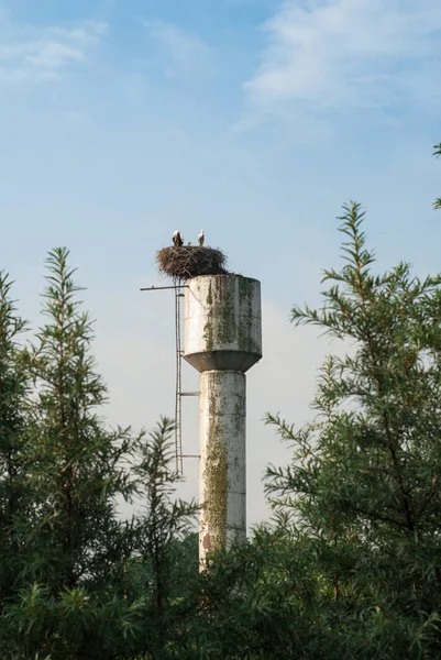 Nido de cigüeñas en la antigua torre de agua en el fondo del cielo — Foto de Stock