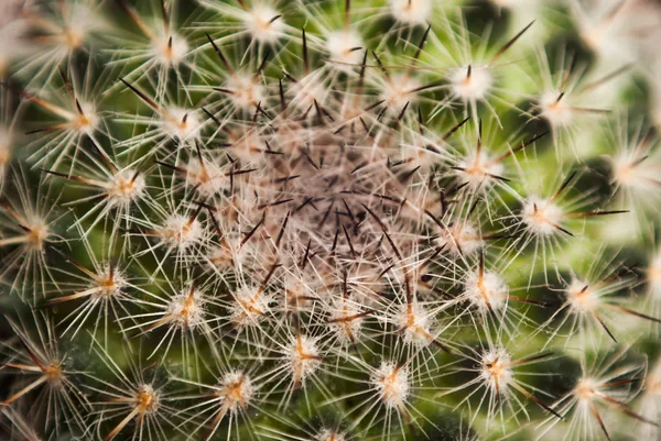 De textuur van de cactus in een volledig scherm — Stockfoto