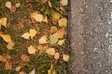 Sonbahar arka plan. Sarı yapraklar çim üzerinde yalan,