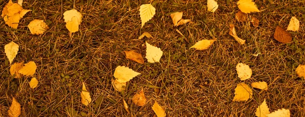 Jesienny baner. Żółte liście — Zdjęcie stockowe