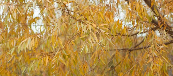 Sárga levelek egy ágon, — Stock Fotó