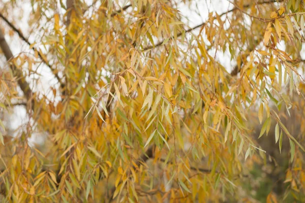 Sarı yapraklar dalda,