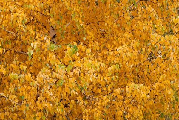 Folhas amarelas em um ramo, — Fotografia de Stock