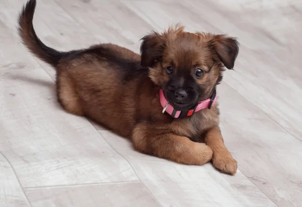 Lindo perro cachorro, collar rosa , — Foto de Stock