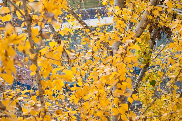 Sárga levelek egy ágon, — Stock Fotó