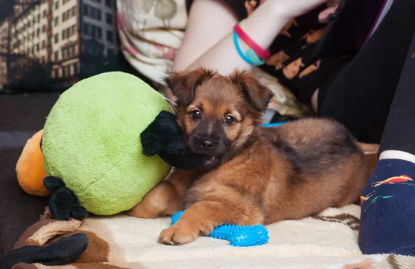 Милая собака на кровати, щенок жует мягкую игрушку — стоковое фото
