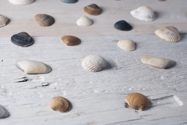 Conjunto de várias conchas do mar em um fundo branco de madeira — Fotografia de Stock
