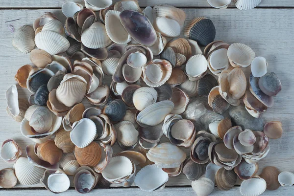 Coquille de mer sur des tableaux blancs, gros plan . — Photo