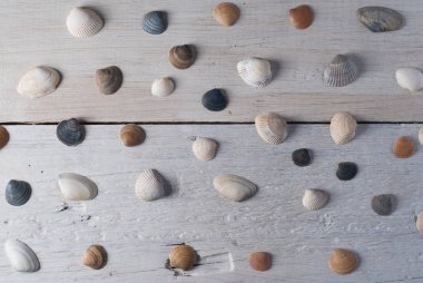 çeşitli deniz kabukları ahşap beyaz zemin üzerine kümesi