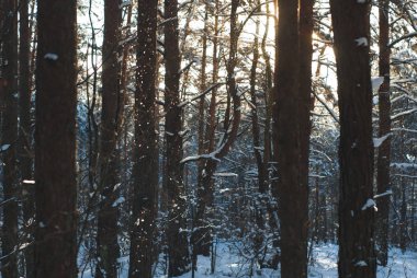 Kış ormanı, dallardan düşen kar,
