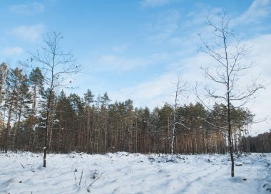 Kışın çam ormanı