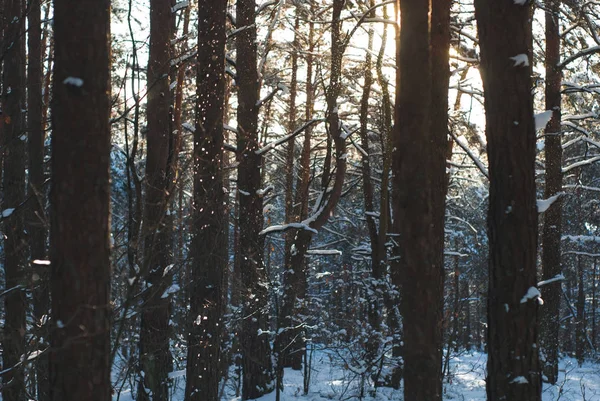 Kış ormanı, dallardan düşen kar,