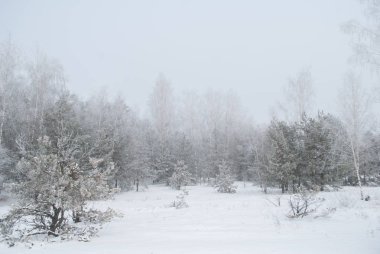 Sis, doğal bir olay ormanında kış,