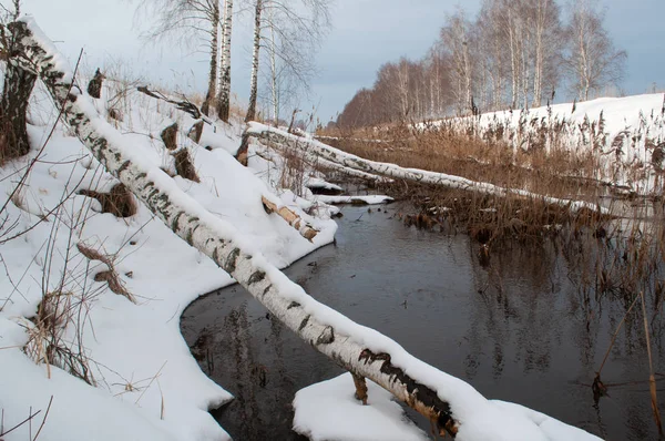 A fallen birch, Beavers build a dam in an irrigation ditch, — Stock Photo, Image