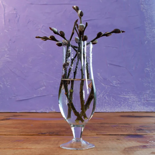 Os ramos de bichano-salgueiro em um copo em um fundo roxo, fundo de primavera , — Fotografia de Stock