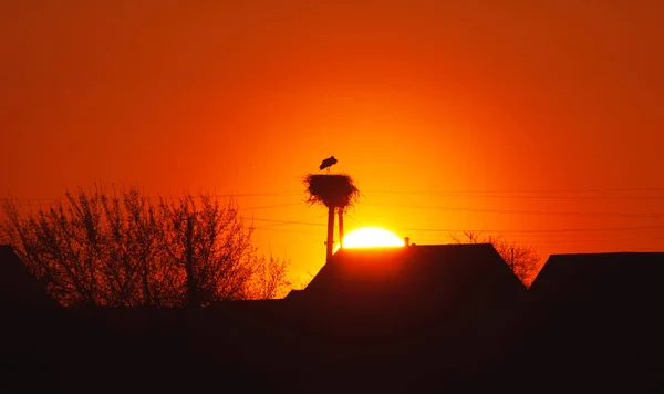 stork at sunset, bird silhouette in the nest against the sun,