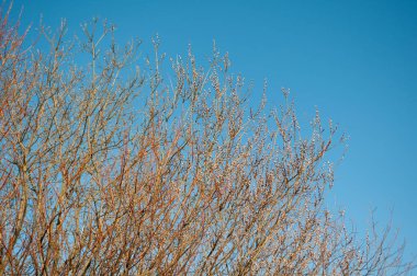 Mavi gökyüzü arka plan bahar söğüt dalları çiçek,