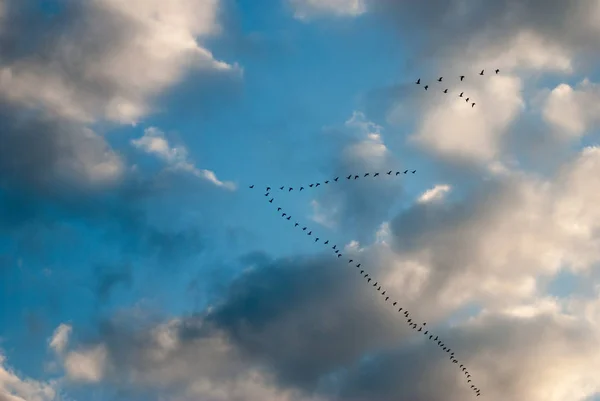 Tranorna flyger i avståndet mot himlen — Stockfoto