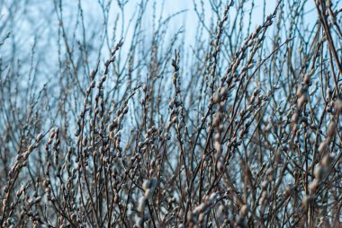 Mavi gökyüzü arka plan bahar söğüt dalları çiçek,