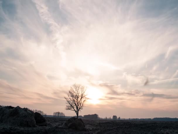 Puesta de sol sobre un campo rural, árbol solitario — Vídeos de Stock