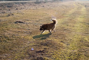 Çayırlarda çalışan melez köpek yan görünüm.