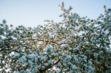 Gökyüzüne karşı Elma ağacı açan, rustik sahne