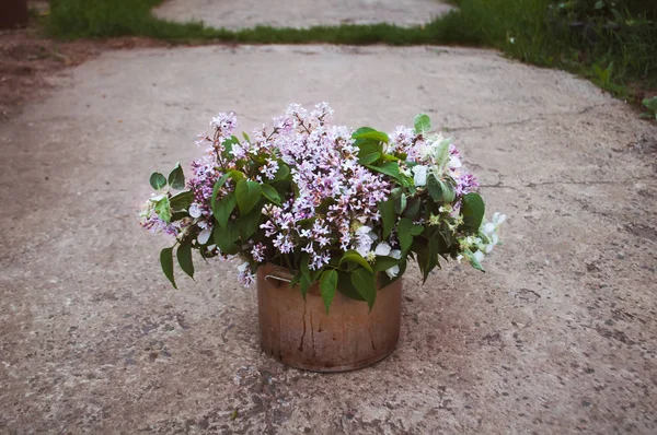 A bouquet of lilacs in an old bucket,