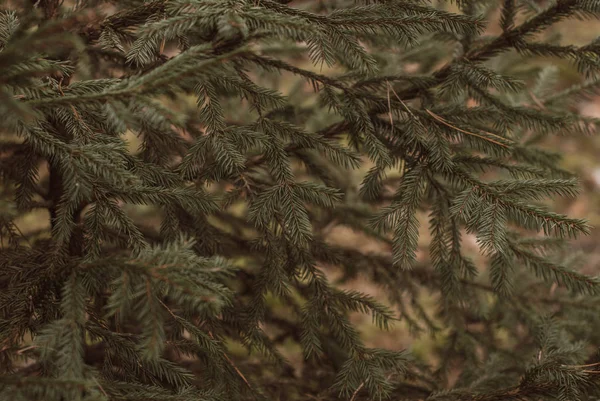 Stock image Spruce in the forest close-up. Vintage spruce close up,