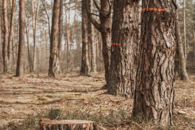 Kesilecek ağaçların tepelerinde.,