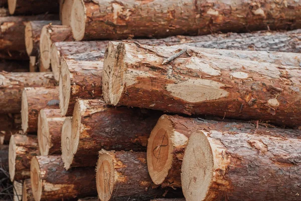 Troncos de pino apilados en un primer plano, madera , — Foto de Stock