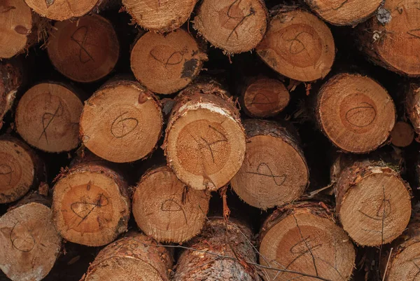 Troncos de pino apilados en un primer plano, madera , — Foto de Stock