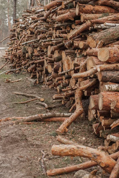 Un gran número de árboles talados en una pila , — Foto de Stock