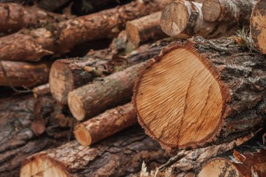 Bir huş ağacını yakın plan kes, kereste.,