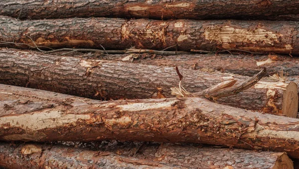 Árbol caído. troncos de pino en marco completo , — Foto de Stock