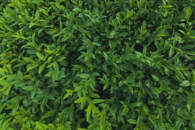 Yakın çekim yaprakları ile yeşil çalılar