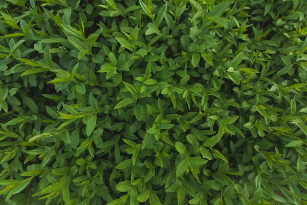 Groene Struiken Met Close Blaadjes — Stockfoto