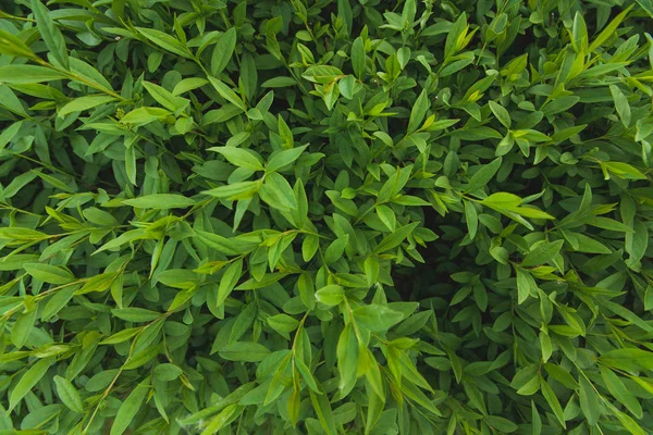 Gröna Buskar Med Närbild Löv — Stockfoto