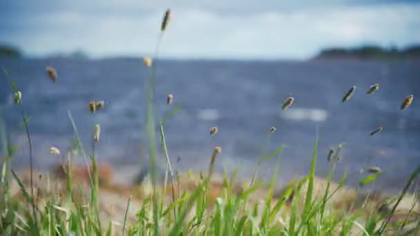 Karelia, Rusland - Zomer 2019: groen gras in de wind, zee op de achtergrond — Stockvideo