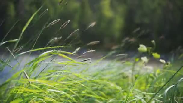 Karelia, Rusland - Zomer 2019: groen gras in de wind, zee op de achtergrond — Stockvideo
