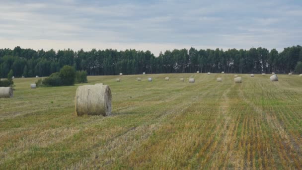 Calma toma constante de pajar en un césped verde — Vídeos de Stock