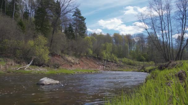 Kleiner fließender Fluss in russischen Kiefernwäldern — Stockvideo